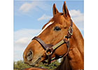 Curlin Begins New Career as Stallion Curlin Begins New Career as Stallion