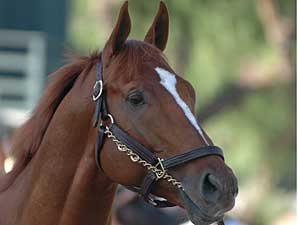 Curlin, Stablemates in Classic Preps Curlin, Stablemates in Classic Preps