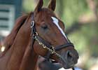 Curlin, Stablemates in Classic Preps