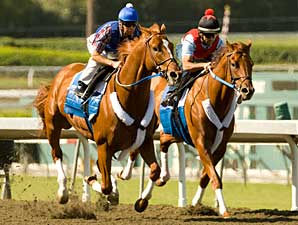 Curlin Works Toward Classic Start Curlin Works Toward Classic Start
