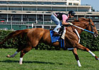 Curlin Headed to Belmont for Man o' War Curlin Headed to Belmont for Man o' War