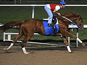 Curlin Settles in at Nad Al Sheba Curlin Settles in at Nad Al Sheba