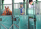 Curlin Faces Five in Dubai Curlin Faces Five in Dubai