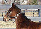 First Foal by Custom for Carlos Born First Foal by Custom for Carlos Born