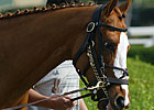 Cuvee's First Winner Comes at Lone Star Cuvee's First Winner Comes at Lone Star