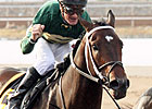 Daddy Nose Best Heads River City Field Daddy Nose Best Heads River City Field