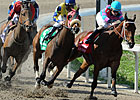 Daisy Devine Plucks Fair Ground Oaks Daisy Devine Plucks Fair Ground Oaks