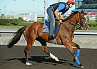 Imports Add Intrigue to Shadwell Turf Mile Imports Add Intrigue to Shadwell Turf Mile