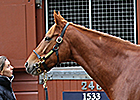 Dancing Rain Dazzles at Tattersalls Mare Sale Dancing Rain Dazzles at Tattersalls Mare Sale