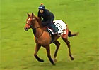 Hong Kong Cup Day: William Haggas
