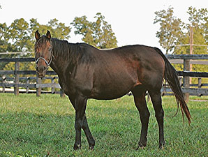 NY Horse of Year Dancin' Renee to Old Friends NY Horse of Year Dancin' Renee to Old Friends
