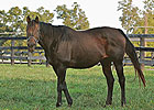 NY Horse of Year Dancin' Renee to Old Friends NY Horse of Year Dancin' Renee to Old Friends