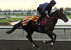 Botti to Saddle Dandino in American St. Leger Botti to Saddle Dandino in American St. Leger