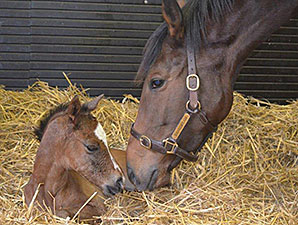 First Foal for Arc Winner Danedream First Foal for Arc Winner Danedream