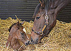 First Foal for Arc Winner Danedream First Foal for Arc Winner Danedream