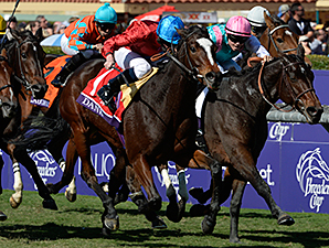Dank Delivers in BC Filly & Mare Turf Dank Delivers in BC Filly & Mare Turf