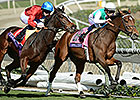 Dank is Slight Favorite in the F&M Turf Dank is Slight Favorite in the F&M Turf