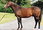 Danzig Sires 200th Stakes Winner Danzig Sires 200th Stakes Winner