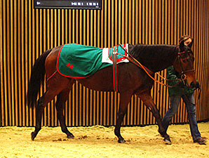 Arqana Sale Closes With Records Arqana Sale Closes With Records
