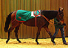 Arqana Sale Closes With Records Arqana Sale Closes With Records
