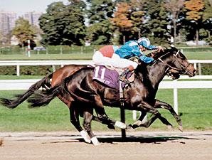European Champion and Sire Dayjur Dead European Champion and Sire Dayjur Dead