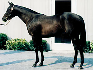 Champion Dayjur Retired from Stud Duty Champion Dayjur Retired from Stud Duty