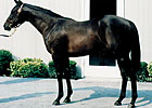 Champion Dayjur Retired from Stud Duty Champion Dayjur Retired from Stud Duty