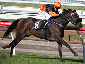 Watch the Imports in Caulfield Cup Watch the Imports in Caulfield Cup