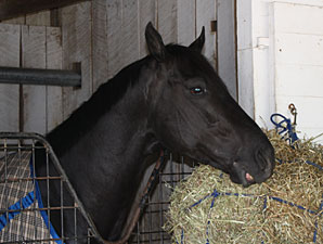 'Decisive' 1st Derby Contender at Churchill 'Decisive' 1st Derby Contender at Churchill