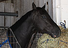'Decisive' 1st Derby Contender at Churchill