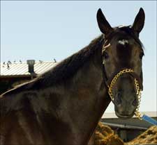 2004 Juvenile Champ Declan's Moon Earns Victory 2004 Juvenile Champ Declan's Moon Earns Victory