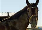 2004 Juvenile Champ Declan's Moon Earns Victory