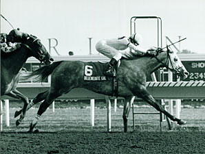 Grade II Winner Degenerate Gal Dies Grade II Winner Degenerate Gal Dies