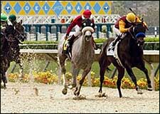 Polytrack Debuts Successfully at Del Mar Polytrack Debuts Successfully at Del Mar