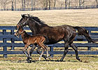 Royal Delta's Dam Delta Princess Euthanized Royal Delta's Dam Delta Princess Euthanized
