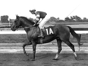 1983 Preakness Winner Deputed Testamony Dies 1983 Preakness Winner Deputed Testamony Dies