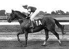 1983 Preakness Winner Deputed Testamony Dies 1983 Preakness Winner Deputed Testamony Dies