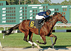 Deputy Glitters to Journeyman Stud Deputy Glitters to Journeyman Stud