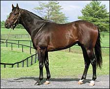 First Winner for Desert Warrior First Winner for Desert Warrior