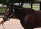 TOBA Breeding Clinic Takes Place in Lexington TOBA Breeding Clinic Takes Place in Lexington