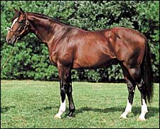 Disco Rico to Keane Stud in New York Disco Rico to Keane Stud in New York