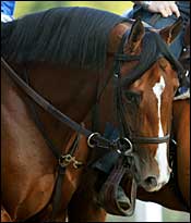 Discreet Cat Works; on Track for Vosburgh Discreet Cat Works; on Track for Vosburgh
