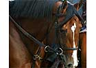 Discreet Cat Works; on Track for Vosburgh