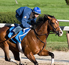 Grade I Winner Discreet Cat Retired to Darley Grade I Winner Discreet Cat Retired to Darley