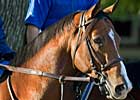 Grade I Winner Discreet Cat Retired to Darley Grade I Winner Discreet Cat Retired to Darley