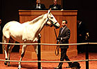 Moyglare Stud Lands Discreet Marq for $2.4M Moyglare Stud Lands Discreet Marq for $2.4M