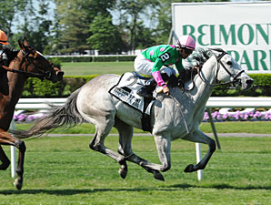 Discreet Marq Gate to Wire in Sands Point Discreet Marq Gate to Wire in Sands Point