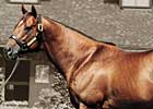 Distorted Humor to Stand for $300,000