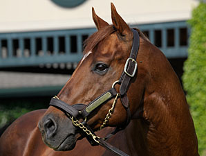 Winstar's TC Hopes at 4 with Drosselmeyer Winstar's TC Hopes at 4 with Drosselmeyer