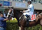Divine Oath Heads Coolmore Lexington Divine Oath Heads Coolmore Lexington
